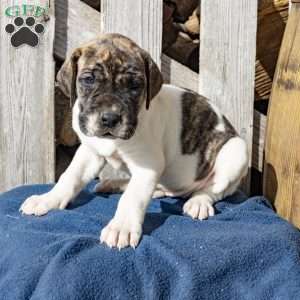 Harriet, Great Dane Puppy